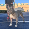 Load image into Gallery viewer, K9 Command Lead - Dual Control Dog Leash