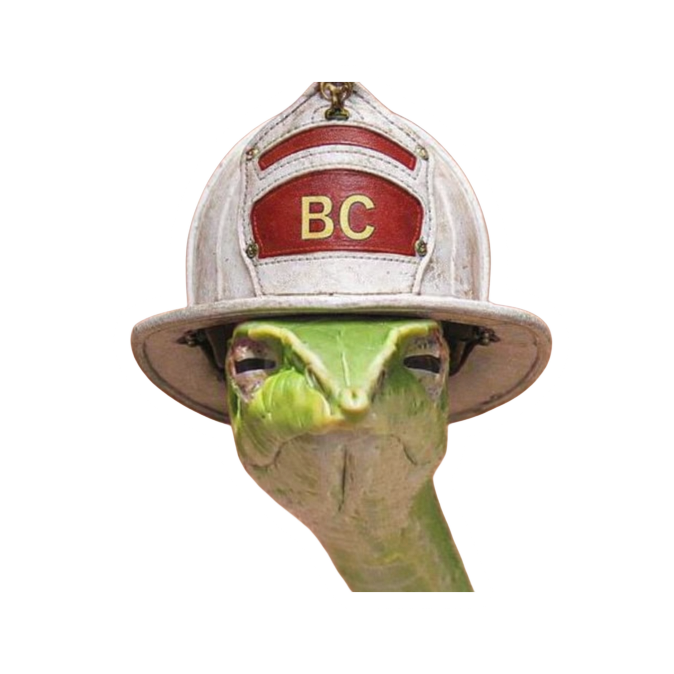 The BC look! 2 pack!