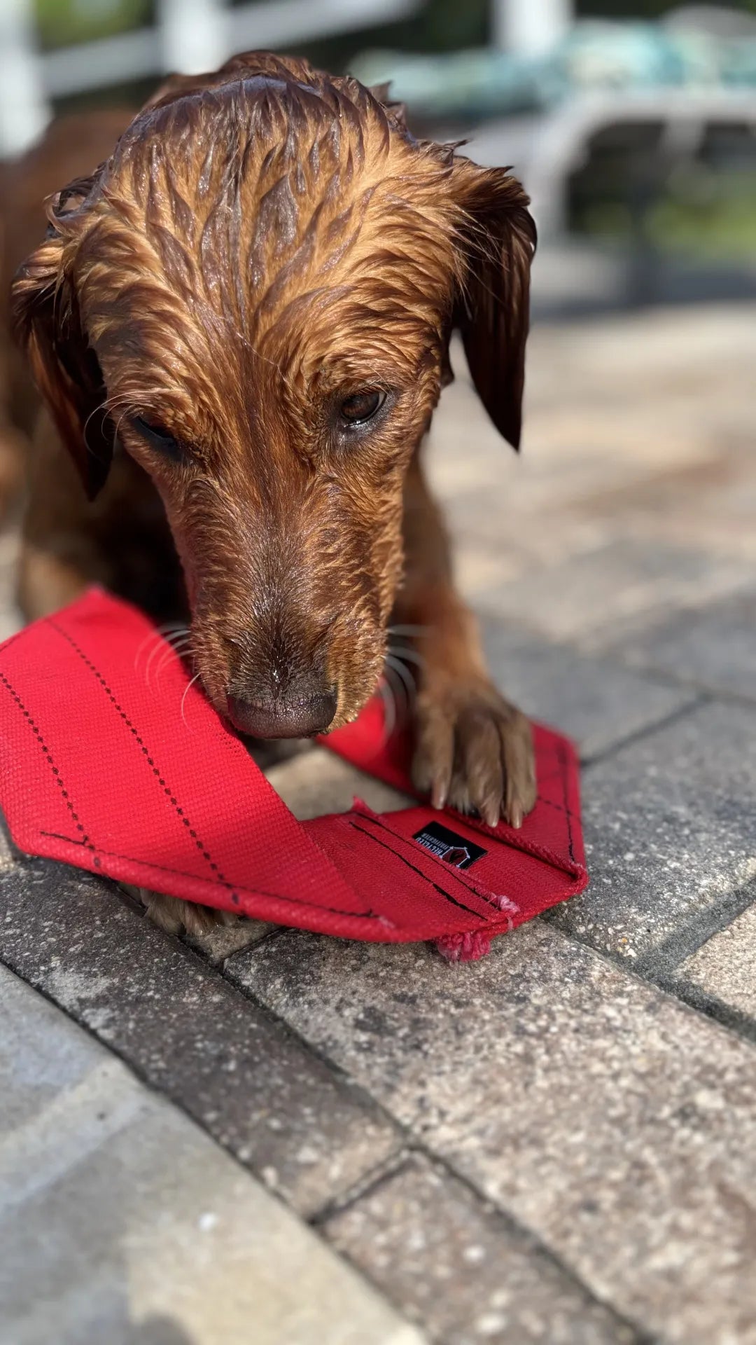 Fire Hose Dog Frisbee
