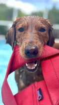 Load image into Gallery viewer, Fire Hose Dog Frisbee
