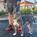 Load image into Gallery viewer, K9 Command Lead - Dual Control Dog Leash
