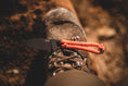 Load image into Gallery viewer, Ultralight Ridge Blade
